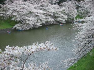 （日本の桜　2009）　千鳥ヶ淵