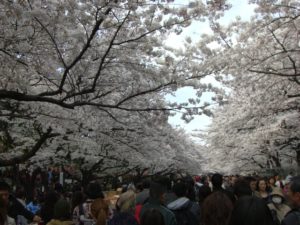 （日本の桜　2009）　上野公園