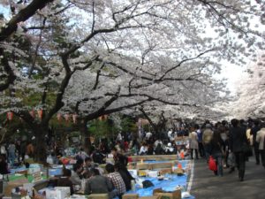 （日本の桜　2009）　上野公園