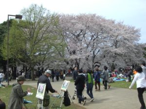 （日本の桜　2009）　砧公園