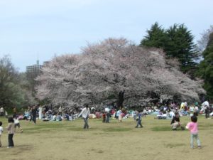 （日本の桜　2009）　砧公園