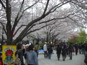 （日本の桜　2010）　隅田公園