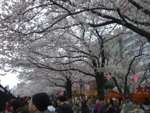 （日本の桜　2010）　隅田公園