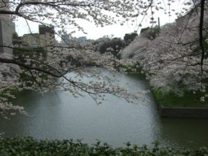 （日本の桜　2010・2011）　千鳥ヶ淵