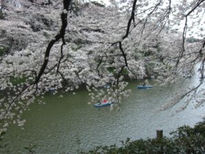 （日本の桜　2010・2011）　千鳥ヶ淵