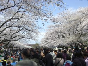（日本の桜　2010）　上野公園