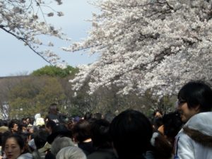 （日本の桜　2010）　上野公園