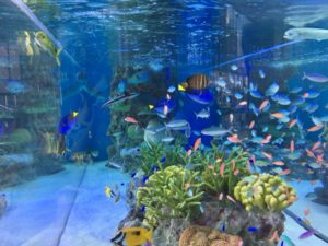 （銀座　懐かし　アーカイブ）　銀座ソニービルに「沖縄美ら海水族館」が登場！　（2016年7月　撮影）