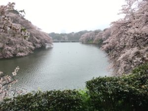 （日本の桜　2017）　千鳥ヶ淵