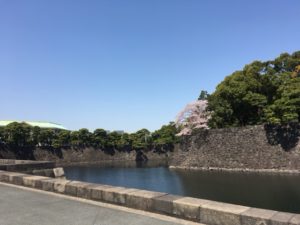 （日本の桜　2018）　皇居乾通り一般公開～北の丸公園