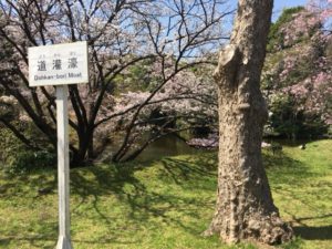 （日本の桜　2018）　皇居乾通り一般公開～北の丸公園