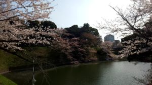 （日本の桜　2022）　千鳥ヶ淵