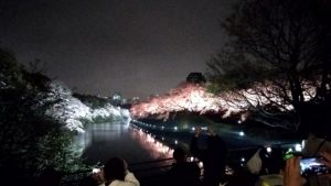 （日本の桜　2023）　千鳥ヶ淵、４年ぶりのライトアップ！