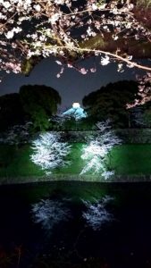 （日本の桜　2023）　千鳥ヶ淵、４年ぶりのライトアップ！