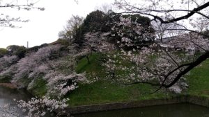 （日本の桜　2024）　千鳥ヶ淵　九段下から半蔵門方向へ
