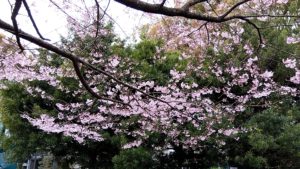 （日本の桜　2024）　千鳥ヶ淵　九段下から半蔵門方向へ